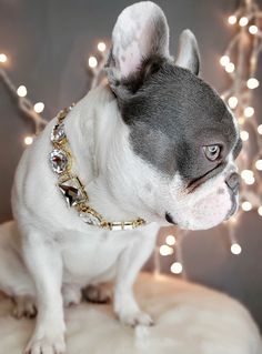 a white and gray dog wearing a gold chain around its neck sitting in front of christmas lights