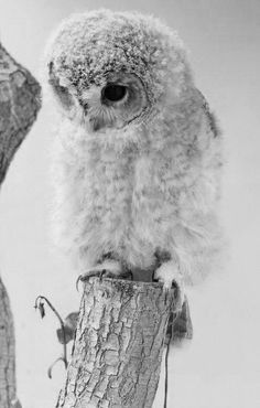 an owl sitting on top of a tree stump