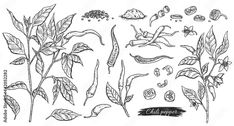 various plants and seeds drawn by hand