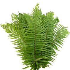 Flat Fern - 25 Bunches Fern Color, Event Florals, Cascade Bouquet, Wholesale Flowers, Long Trips, Flower Farm, Cut Flowers, Fern, Diy Wedding