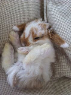 a small white and brown rabbit laying on top of a couch