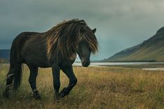 a brown horse walking across a grass covered field next to a lake and mountain range