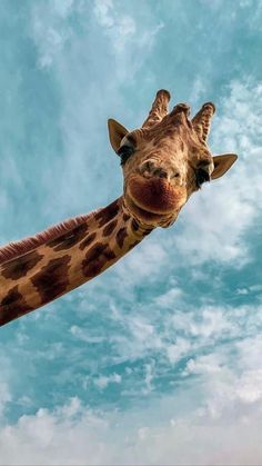 a giraffe's head and neck is shown against a blue sky with clouds