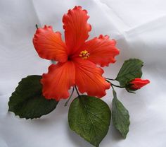 an orange flower with green leaves on a white background