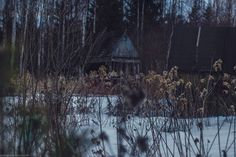 a house in the woods with snow on the ground and weeds growing out of it