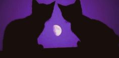 two black cats are facing each other in front of a purple background with the moon