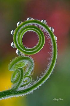 a close up view of a plant with water droplets on it