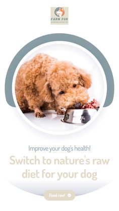 a dog eating food out of a bowl with the caption, improve your dog's health switch to nature's raw diet for your dog