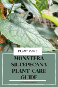 the plant care guide for monsters and other plants with text overlay that reads, monstera slepecana plant care guide