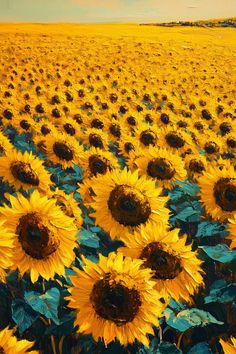 a large field of sunflowers with blue sky in the background