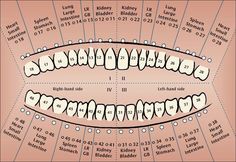 Alternative Medicine Holistic Healing, Ear Reflexology, Ear Nose And Throat, Body Chart, Human Body Organs, Reflexology Chart, Human Body Anatomy, Acupressure Points, Naturopathy