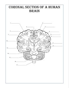 the diagram shows the location of the human brain and its major functions in each part of the