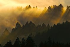 the sun is shining through the foggy trees on top of the mountain range in the distance