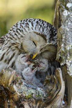 an owl sitting on top of a tree branch with its mouth open and it's eyes wide open