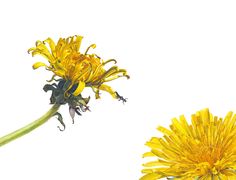 two yellow dandelions on a white background with one flower in the foreground