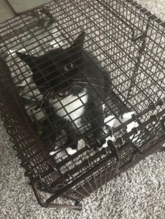 a black and white cat sitting in a metal cage