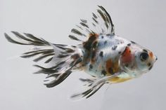 a black and white fish with orange spots on it's head is swimming in the water