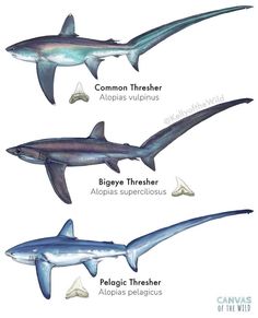 three different types of sharks are shown