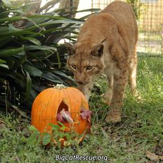 a cat standing next to a pumpkin in the grass