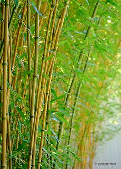 a bamboo tree with lots of green leaves