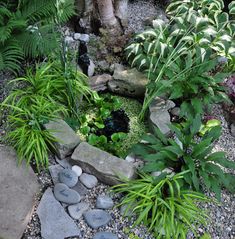 a garden filled with lots of plants and rocks