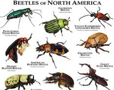 the different types of beetles in north america are shown with their names and description on them