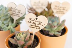 three small potted plants with wooden hearts on them, each holding a thank you for valentine's day message