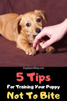 a person petting a small dog on top of a brown blanket with the words, 5 tips for training your puppy not to bite