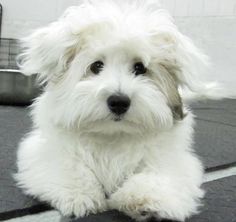 a small white dog sitting on top of a floor