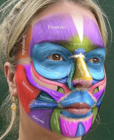 Esthetician Anatomy, Facial Anatomy For Injectors, Aesthetic Dermatology, Dentistry Student