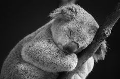 a koala sleeping on a tree branch in black and white stock photo getty images