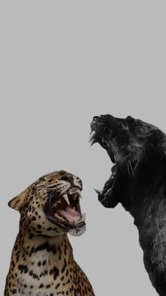 two black and one brown animals with their mouths open in front of each other on a gray background