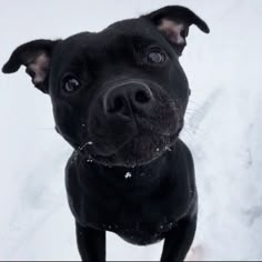 a black dog looking up at the camera with snow on its face and nose, in front of a white background