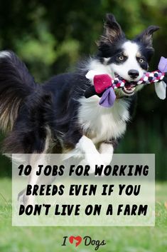 a dog running with a toy in it's mouth and the words 10 jobs for working breeds even if you don't live on a farm