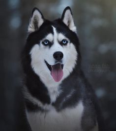 a black and white husky dog with blue eyes