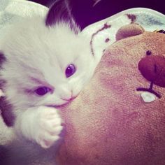 a white kitten laying next to a teddy bear on top of a blanket with it's paw on the stuffed animal