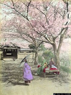 an old photo of people sitting under cherry blossom trees