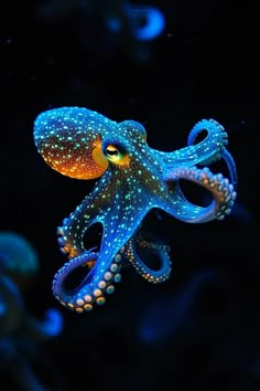 an octopus is glowing in the dark with blue and yellow lights on it's head