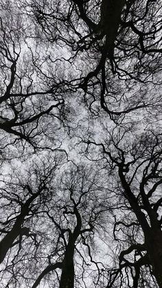 looking up at the tops of trees with no leaves on them, in winter or fall