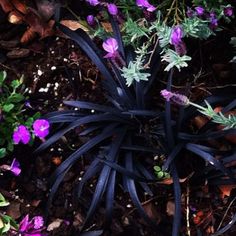 purple flowers and green leaves in the ground