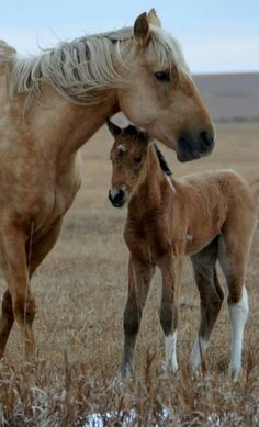 a baby horse standing next to it's mother in the middle of a field