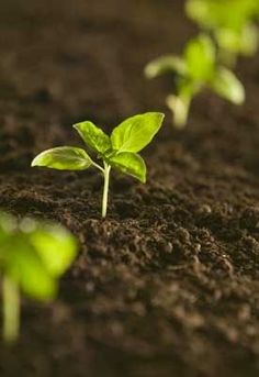 small green plants sprouting from the ground