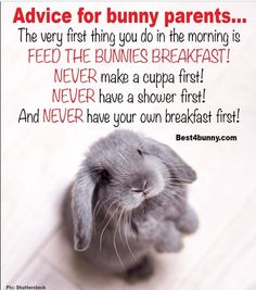 a gray bunny sitting on top of a white floor next to a sign that says advice for bunny parents the very first thing you do in the morning is