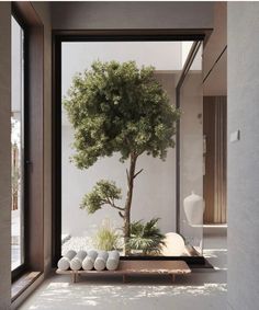 a bonsai tree in the middle of a room