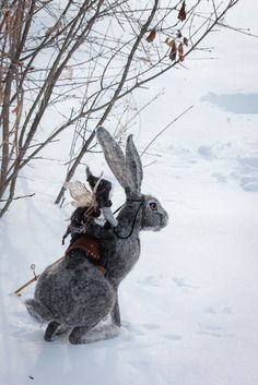 a gray rabbit in the snow with a harness on it's back and legs