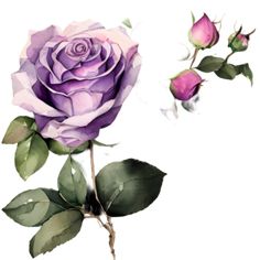 Rose Watercolor, Discord Banner, Lavender Roses, Purple Rose, Purple Backgrounds, Purple Roses, Roses, Clip Art