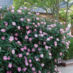 pink flowers blooming on the side of a building