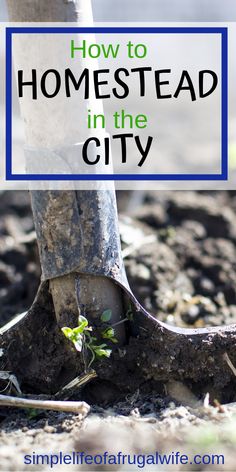 a plant growing out of the ground with text overlay reading how to homestead in the city