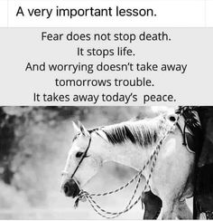 Horsemanship Quotes, Equine Quotes, Cool Animal Tattoos, Inspirational Horse Quotes, Western Quotes, Horse Riding Quotes, Equestrian Quotes, Memes Facebook, Cowboy Quotes