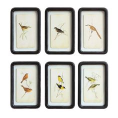 six framed birds are sitting on top of each other in the same square, black frame